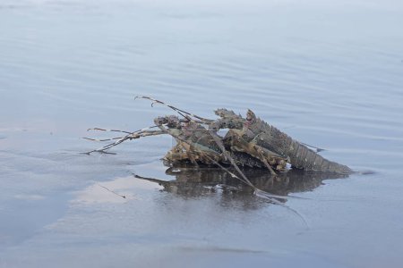 Dos langostas de roca marrón arrastrándose sobre la arena en la marea baja. Este animal marino de alto valor económico tiene el nombre científico Panulirus homarus.