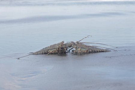 Deux langoustes brunes rampant sur le sable à marée basse. Cet animal marin de grande valeur économique porte le nom scientifique de Panulirus homarus.