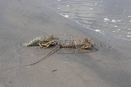 Dos langostas de roca marrón arrastrándose sobre la arena en la marea baja. Este animal marino de alto valor económico tiene el nombre científico Panulirus homarus.