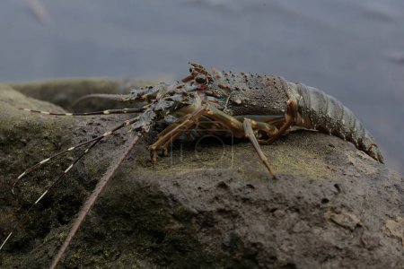 A brown rock lobster is looking for food in shallow sea water where there is a lot of algae growing. This marine animal with high economic value has the scientific name Panulirus homarus.