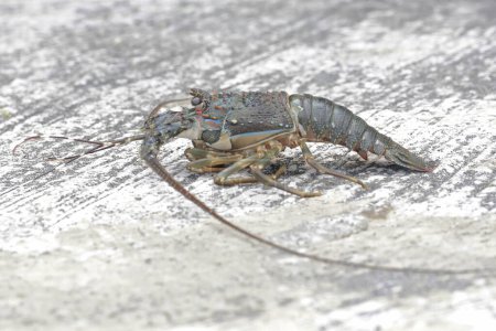 A brown rock lobster is looking for food in shallow sea water where there is a lot of algae growing. This marine animal with high economic value has the scientific name Panulirus homarus.