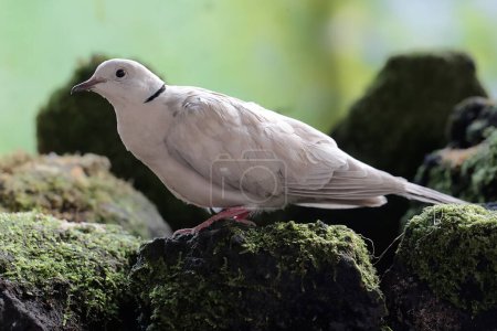 Photo for An Eurasian collared dove is looking for food on a moss-covered rock. This bird has the scientific name Streptopelia decaocto. - Royalty Free Image