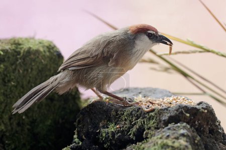 Ein kastanienbedeckter Schwätzer frisst eine Raupe. Dieser Vogel mit wohlklingendem Zirpen trägt den wissenschaftlichen Namen Timalia pileata.