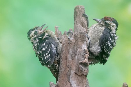 Foto de Dos jóvenes pájaros carpinteros pigmeos Sunda están comiendo orugas en un tronco de árbol envejecido. Este pájaro de pico fuerte tiene el nombre científico Dendrocopos moluccensis. - Imagen libre de derechos