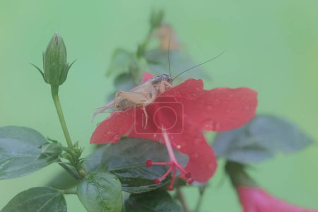 Foto de Un grillo de campo está comiendo flor de hibisco. Este insecto tiene el nombre científico Gryllus campestris. - Imagen libre de derechos