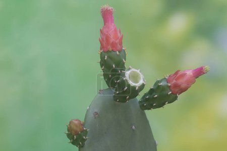 Foto de La belleza de las flores de nopal espinoso rosa. Esta planta tiene el nombre científico Opuntia cochenillifera. - Imagen libre de derechos