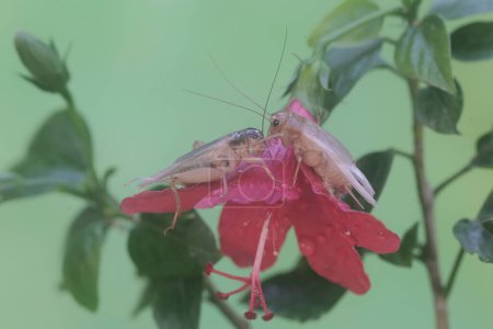 Foto de Dos grillos de campo están comiendo flor de hibisco. Este insecto tiene el nombre científico Gryllus campestris. - Imagen libre de derechos