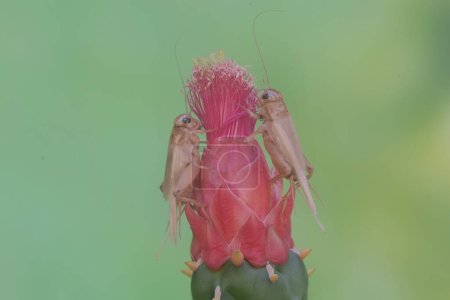 Foto de Dos grillos de campo están comiendo una flor de nopal espinoso. Este insecto tiene el nombre científico Gryllus campestris. - Imagen libre de derechos