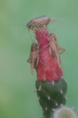 Foto de Tres grillos de campo están comiendo una flor de nopal espinoso. Este insecto tiene el nombre científico Gryllus campestris. - Imagen libre de derechos