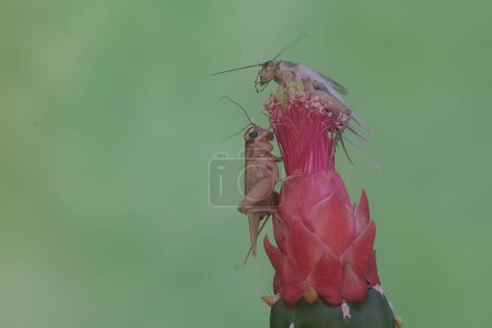 Foto de Dos grillos de campo están comiendo una flor de nopal espinoso. Este insecto tiene el nombre científico Gryllus campestris. - Imagen libre de derechos