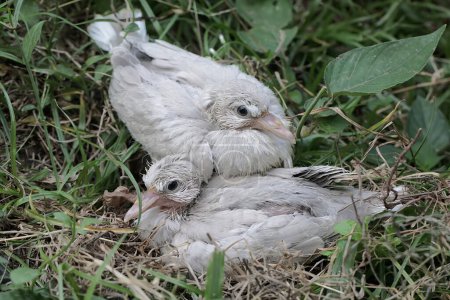 Photo for Two baby Eurasian collared doves are waiting for their parents to bring food to the nest. This bird has the scientific name Streptopelia decaocto. - Royalty Free Image