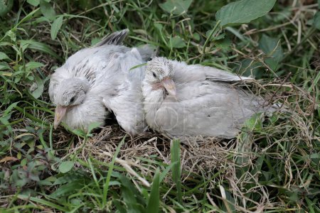 Téléchargez les photos : Deux bébés colombes eurasiennes attendent que leurs parents apportent de la nourriture au nid. Cet oiseau porte le nom scientifique de Streptopelia decaocto. - en image libre de droit