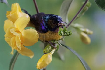 Téléchargez les photos : Un sunbird à gorge brune cherche du nectar dans des fleurs d'alamanda jaunes. Ce petit oiseau porte le nom scientifique d'Anthreptes malacensis. - en image libre de droit