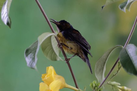 Téléchargez les photos : Un sunbird à gorge brune cherche du nectar dans des fleurs d'alamanda jaunes. Ce petit oiseau porte le nom scientifique d'Anthreptes malacensis. - en image libre de droit