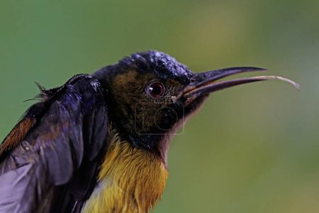Téléchargez les photos : La tête d'un beau et digne sunbird mâle à gorge brune. Ce petit oiseau porte le nom scientifique d'Anthreptes malacensis. - en image libre de droit