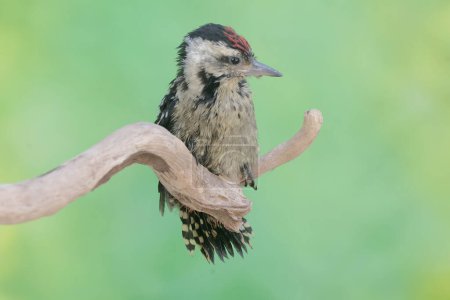 Foto de Un joven pájaro carpintero pigmeo Sunda está cazando pequeños insectos en una rama de árbol envejecido. Este pájaro de pico fuerte tiene el nombre científico Dendrocopos moluccensis. - Imagen libre de derechos