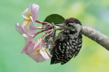 Foto de Un joven pájaro carpintero pigmeo Sunda está cazando presas de flores de frangipani en plena floración. Este pájaro de pico fuerte tiene el nombre científico Dendrocopos moluccensis. - Imagen libre de derechos