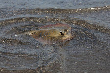 Foto de Una raya de manchas azules cazando presas en aguas poco profundas del océano. Este hermoso pez con dibujos tiene el nombre científico Neotrygon kuhlii. - Imagen libre de derechos