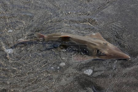 Foto de Un pez nariz de botella está cazando presas en aguas poco profundas del océano. Este pez depredador tiene el nombre científico Rhynchobatus australiae. - Imagen libre de derechos