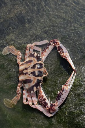 Foto de Un crucifijo nadando-cangrejo está cazando presas en aguas marinas poco profundas. Este animal marino de alto valor económico tiene el nombre científico Charybdis feriata. - Imagen libre de derechos