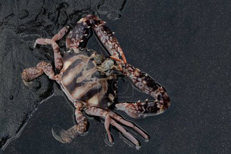 Foto de Un cangrejo nadador crucifijo está cazando pequeños cangrejos en aguas poco profundas. Este animal marino de alto valor económico tiene el nombre científico Charybdis feriata. - Imagen libre de derechos