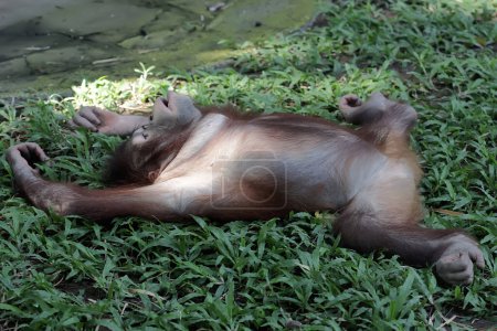 Foto de Un joven orangután borneano está descansando. Este gran primate tiene el nombre científico Pongo pygmaeus. - Imagen libre de derechos