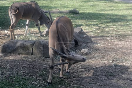 Foto de Dos elands comunes están comiendo hierba en un prado. Este animal herbívoro que puede correr muy rápido tiene el nombre científico Taurotragus oryx. - Imagen libre de derechos