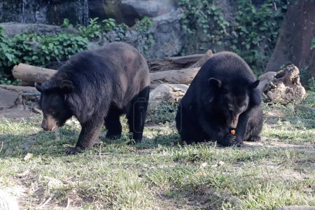 Two Himalayan black bears are looking for food in the grassland. This large and strong mammal has the scientific name Ursus thibetanus laniger.