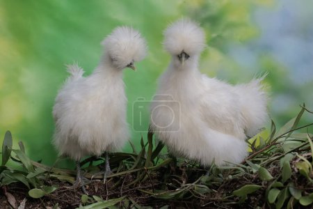 Photo for Two female silkie bantam chickens are looking for food on a weathered tree trunk overgrown with epiphytic plants. This bird has the scientific name Gallus gallus domesticus. - Royalty Free Image