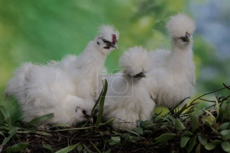 Photo for Four silkie bantam chickens are looking for food. This bird has the scientific name Gallus gallus domesticus. - Royalty Free Image