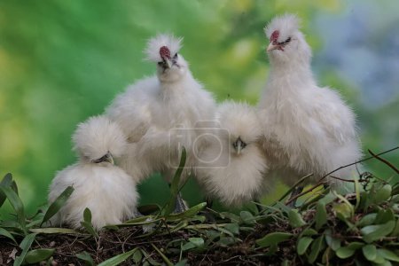 Photo for Four silkie bantam chickens are looking for food. This bird has the scientific name Gallus gallus domesticus. - Royalty Free Image