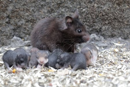 Eine syrische Hamstermutter stillt ihre Babys. Dieses kleine Säugetier trägt den wissenschaftlichen Namen Mesocricetus auratus.