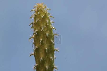 Foto de La belleza de las plantas jóvenes nopal cactus con color verde brillante. Esta planta espinosa tiene el nombre científico Opuntia cochenillifera. - Imagen libre de derechos