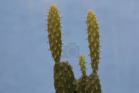 Foto de La belleza de las plantas jóvenes nopal cactus con color verde brillante. Esta planta espinosa tiene el nombre científico Opuntia cochenillifera. - Imagen libre de derechos