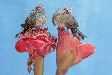 Foto de Dos tórtolas jóvenes se alimentan de flores de jengibre antorcha que están en plena floración. Esta ave tiene el nombre científico Geopelia striata. - Imagen libre de derechos