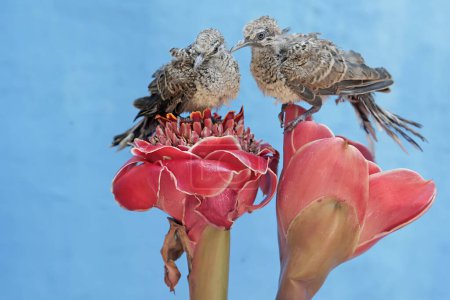 Photo for Two young turtledoves are foraging on torch ginger flowers that are in full bloom. This bird has the scientific name Geopelia striata. - Royalty Free Image