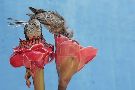 Foto de Dos tórtolas jóvenes se alimentan de flores de jengibre antorcha que están en plena floración. Esta ave tiene el nombre científico Geopelia striata. - Imagen libre de derechos