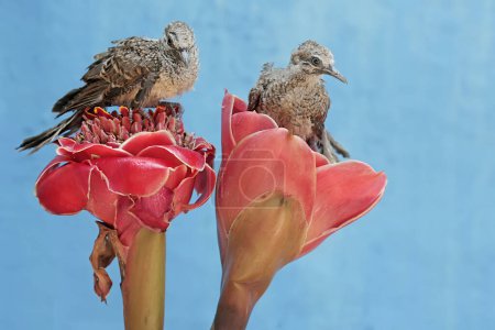 Photo for Two young turtledoves are foraging on torch ginger flowers that are in full bloom. This bird has the scientific name Geopelia striata. - Royalty Free Image