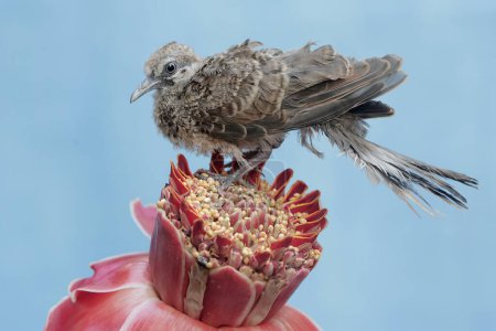 Foto de Una joven tórtola se alimenta de una flor de jengibre que está en plena floración. Esta ave tiene el nombre científico Geopelia striata. - Imagen libre de derechos
