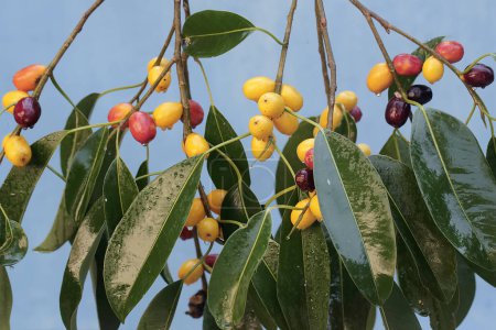 Photo for The beauty of the Ficus glabella tree branches filled with colorful fruit. The fruit of this tree is the main food for various types of birds. - Royalty Free Image