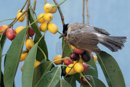 Photo for A sooty-headed bulbul is eating ripe Ficus glabella fruit on a tree. This bird has the scientific name Pycnonotus aurigaster. - Royalty Free Image