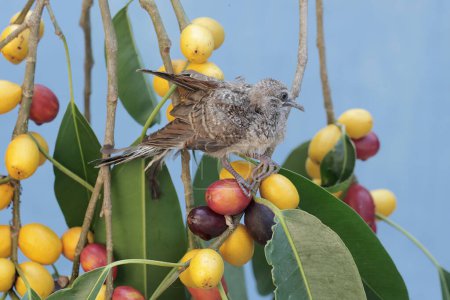 Foto de Una joven tórtola se alimenta de una rama de un árbol de Ficus glabella lleno de fruta. Esta ave tiene el nombre científico Geopelia striata. - Imagen libre de derechos