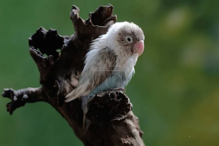 Foto de Un tortolito posado sobre un tronco de árbol envejecido. Esta ave que se utiliza como símbolo del amor verdadero tiene el nombre científico Agapornis fischeri. - Imagen libre de derechos