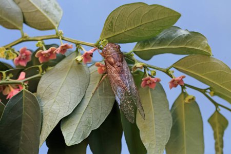 Téléchargez les photos : Une cigale du soir est à la recherche de nourriture dans les buissons. Cet insecte porte le nom scientifique de Tanna japonensis. - en image libre de droit