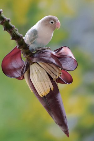Foto de Un tortolito está comiendo flores de plátano que crecen silvestres. Esta ave que se utiliza como símbolo del amor verdadero tiene el nombre científico Agapornis fischeri. - Imagen libre de derechos