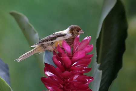 Foto de Un pájaro canario está cazando pequeños insectos en flores rojas de jengibre. Este pájaro de voz dulce tiene el nombre científico Serinus canaria. - Imagen libre de derechos