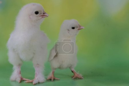 Photo for Two brahma chicks just hatched from eggs. This chicken with a large posture and body weight has the scientific name Gallus gallus domesticus. - Royalty Free Image