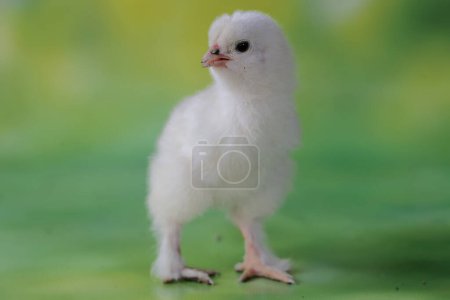 Photo for A brahma chick just hatched from an egg. This chicken with a large posture and body weight has the scientific name Gallus gallus domesticus. - Royalty Free Image