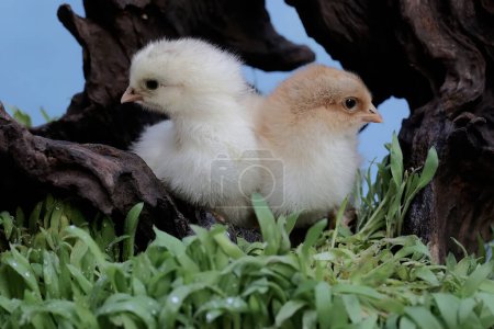 Photo for Two brahma chicks just hatched from an egg. This chicken with a large posture and body weight has the scientific name Gallus gallus domesticus. - Royalty Free Image