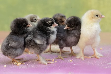 Photo for Six new chicks hatch from the egg. This poultry, which is usually consumed by humans, has the scientific name Gallus gallus domesticus. - Royalty Free Image